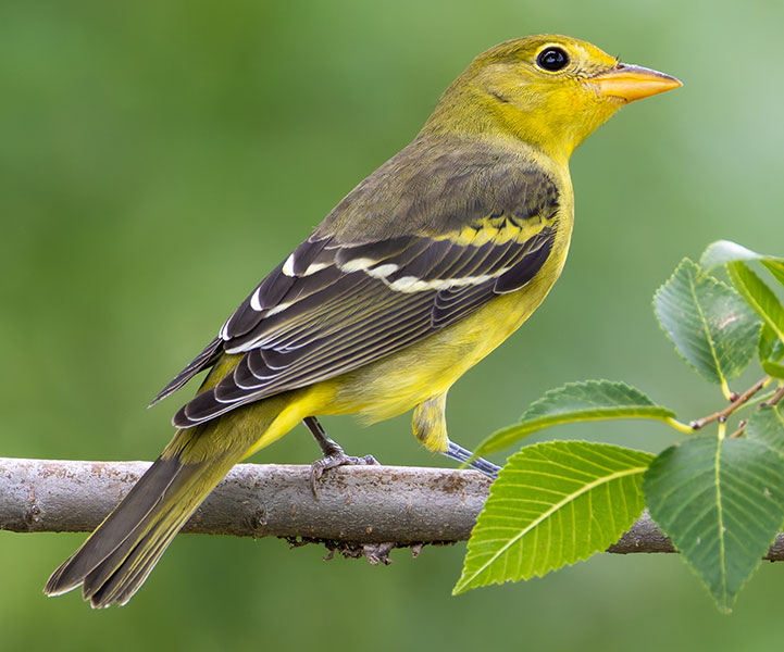 Western Tanager Piranga ludoviciana
