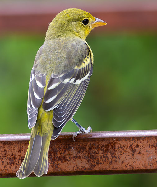 Western Tanager Piranga ludoviciana