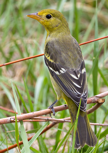Western Tanager Piranga ludoviciana