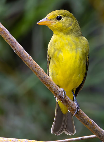 Western Tanager Piranga ludoviciana