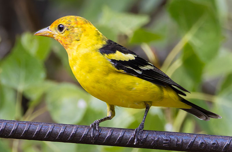 Western Tanager Piranga ludoviciana