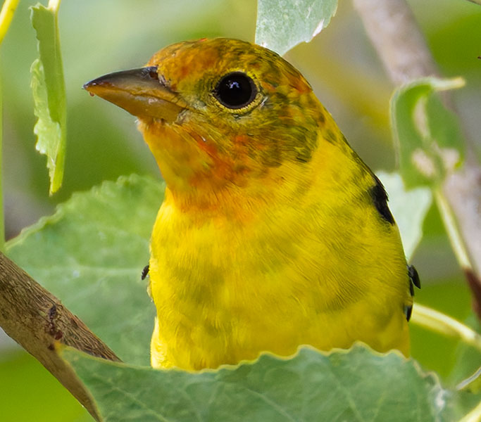 Western Tanager Piranga ludoviciana
