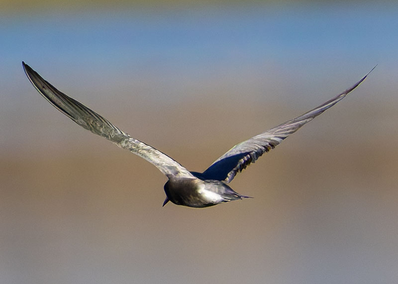Black Tern Chlidonias niger