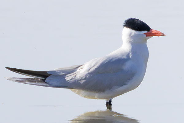 Caspian Tern Hydroprogne caspia 