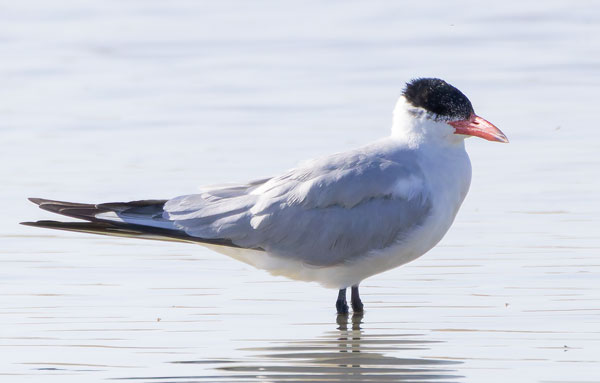 Caspian Tern Hydroprogne caspia 
