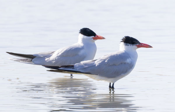 Caspian Tern Hydroprogne caspia 