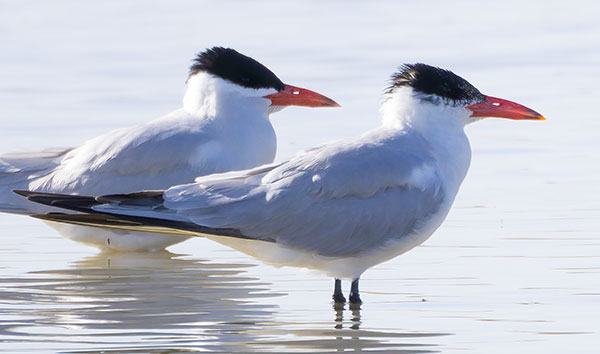 Caspian Tern Hydroprogne caspia 
