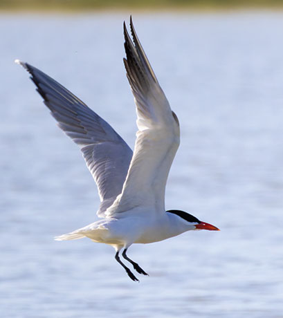 Caspian Tern Hydroprogne caspia 