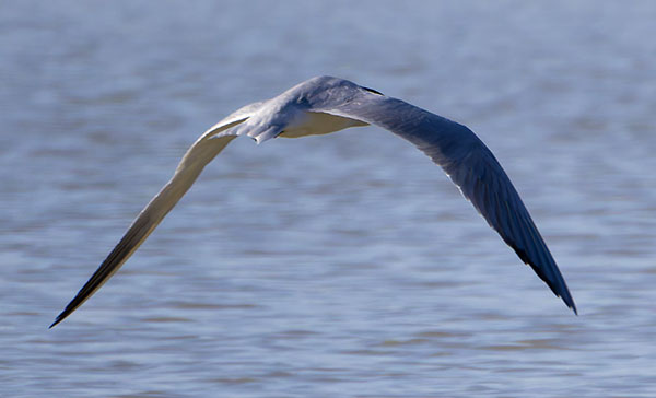 Caspian Tern Hydroprogne caspia 