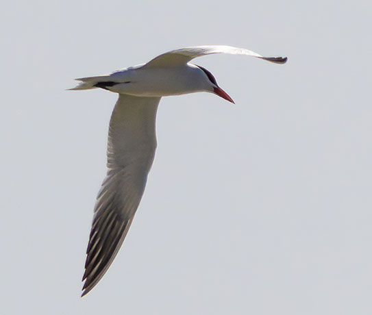 Caspian Tern Hydroprogne caspia 