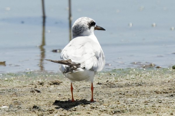 Forster's Tern Sterna forsteri