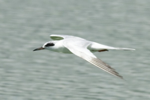 Forster's Tern Sterna forsteri