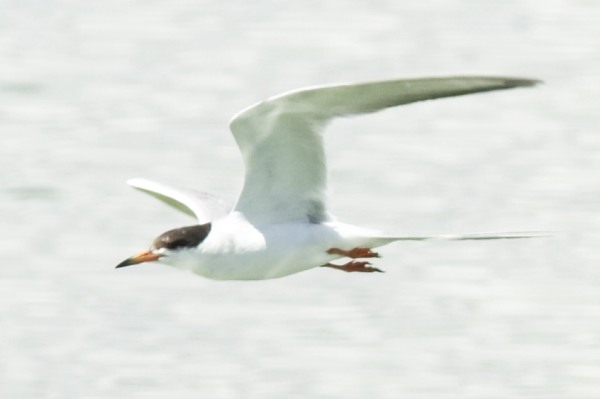 Forster's Tern Sterna forsteri