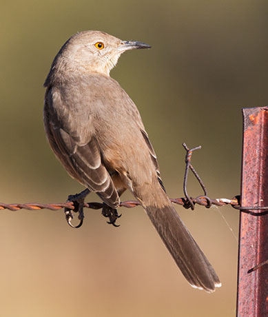 Bendire's Thrasher Toxostoma bendirei