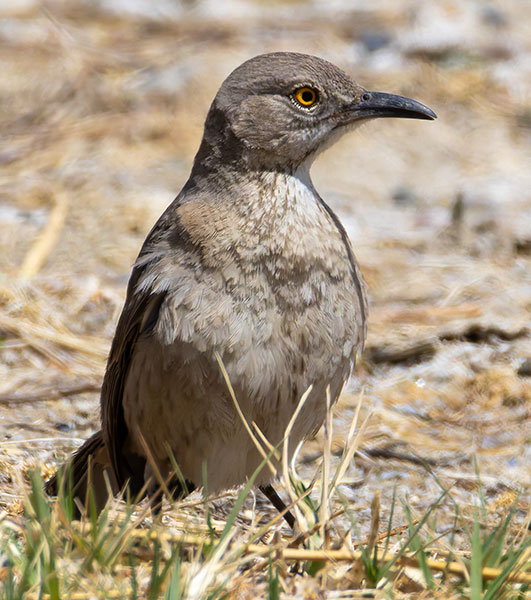 Bendire's Thrasher Toxostoma bendirei