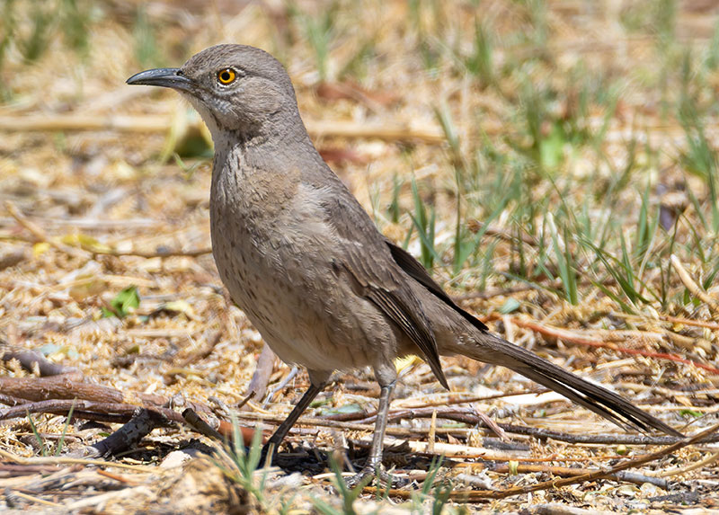 Bendire's Thrasher Toxostoma bendirei