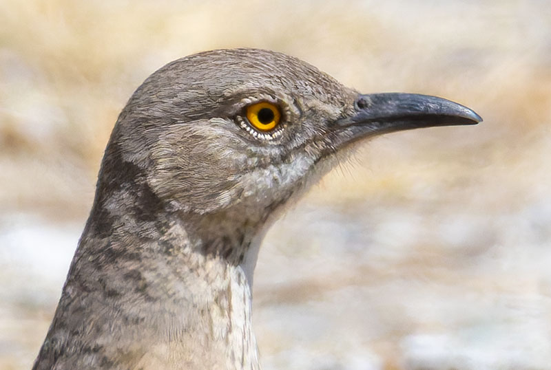 Bendire's Thrasher Toxostoma bendirei