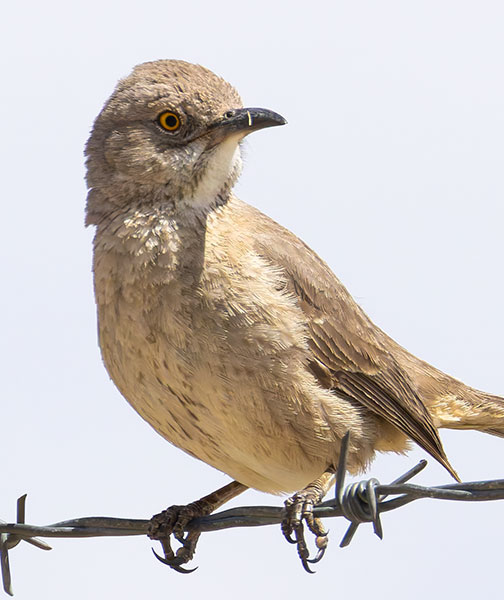 Bendire's Thrasher Toxostoma bendirei