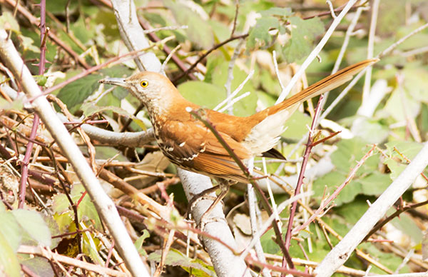 Brown Thrasher Toxostoma rufum 