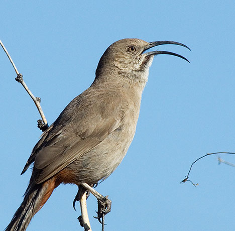 Crissal Thrasher Toxostoma crissale