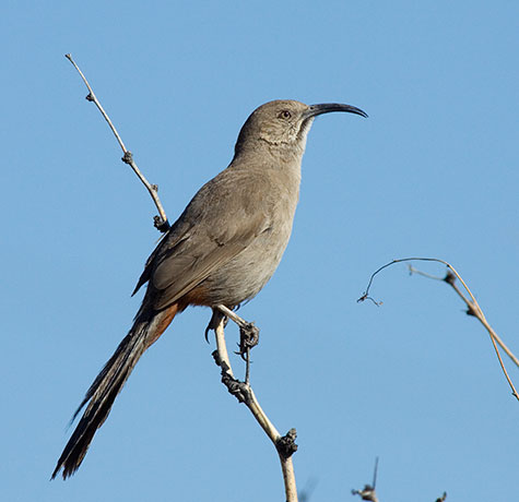 Crissal Thrasher Toxostoma crissale