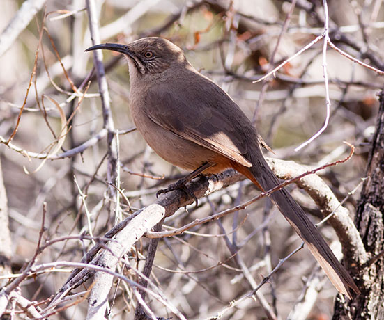 Crissal Thrasher Toxostoma crissale