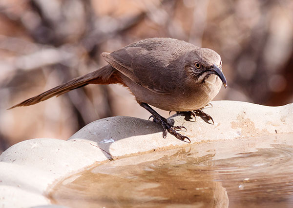 Crissal Thrasher Toxostoma crissale