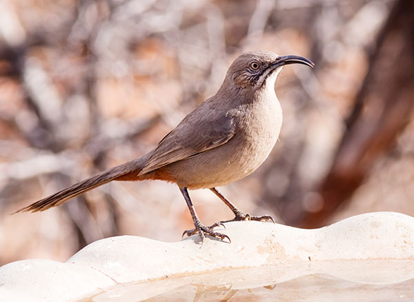 Crissal Thrasher Toxostoma crissale