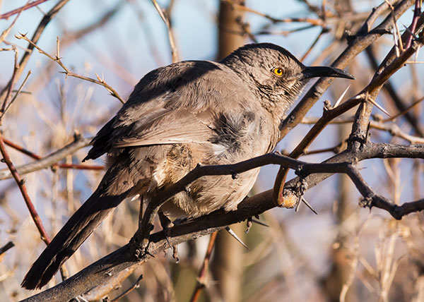 Curve-billed Thrasher Toxostoma curvirostre