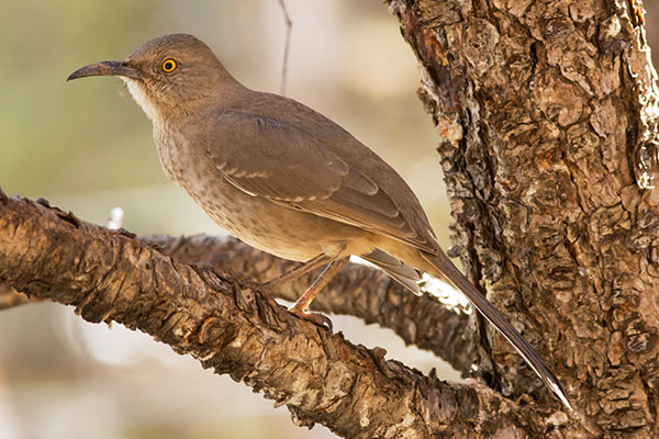 Curve-billed Thrasher Toxostoma curvirostre