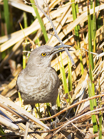 Curve-billed Thrasher Toxostoma curvirostre