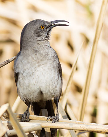 Curve-billed Thrasher Toxostoma curvirostre