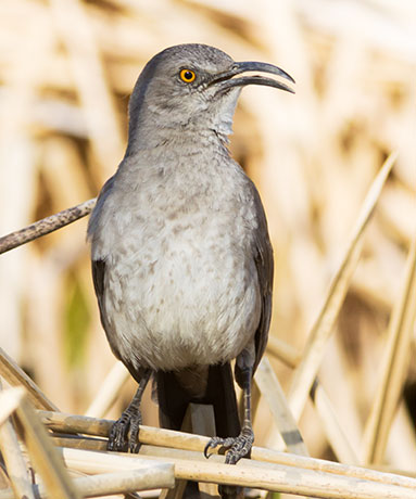 Curve-billed Thrasher Toxostoma curvirostre