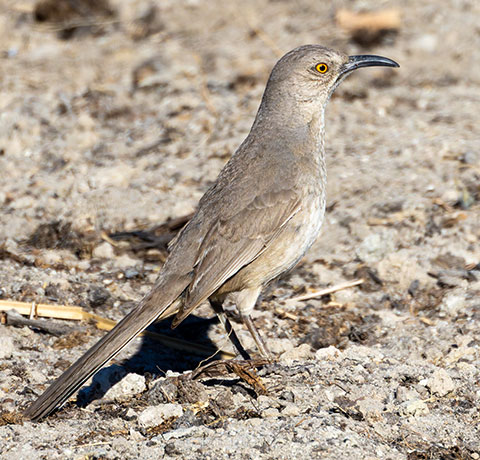 Curve-billed Thrasher Toxostoma curvirostre