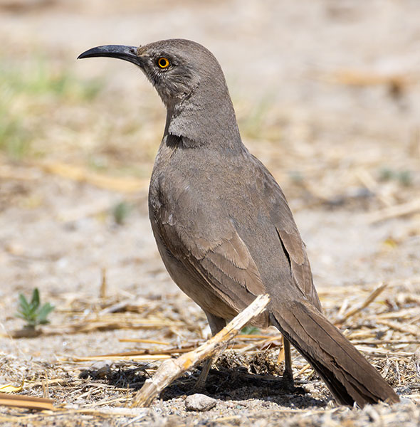 Curve-billed Thrasher Toxostoma curvirostre
