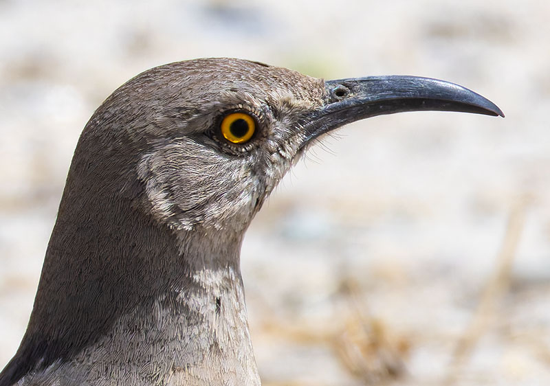 Curve-billed Thrasher Toxostoma curvirostre