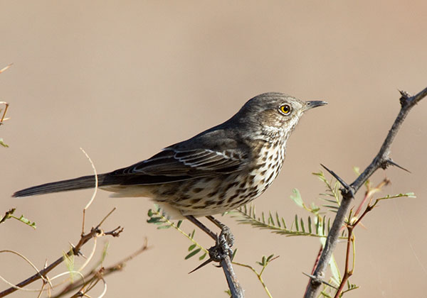 Sage Thrasher Oreoscoptes montanus 