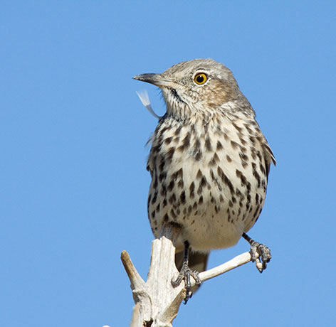 Sage Thrasher Oreoscoptes montanus 