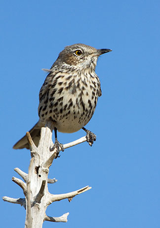 Sage Thrasher Oreoscoptes montanus 