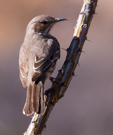 Sage Thrasher Oreoscoptes montanus 
