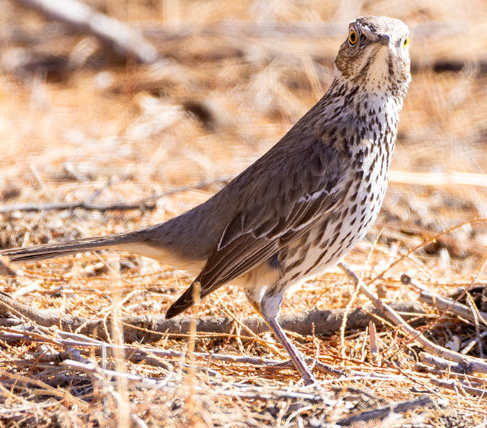 Sage Thrasher Oreoscoptes montanus 