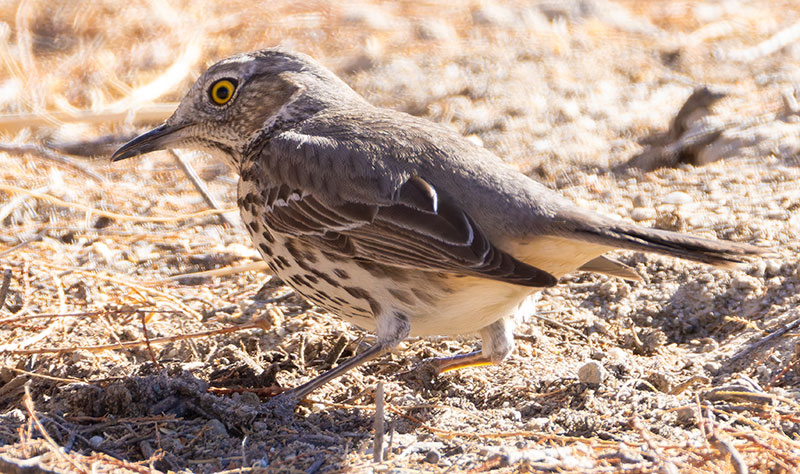 Sage Thrasher Oreoscoptes montanus 
