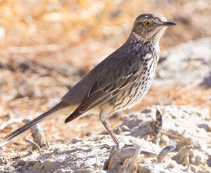 Sage Thrasher Oreoscoptes montanus 