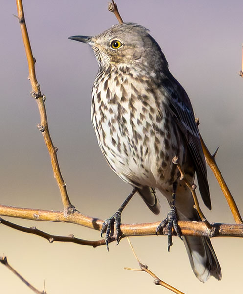 Sage Thrasher Oreoscoptes montanus 