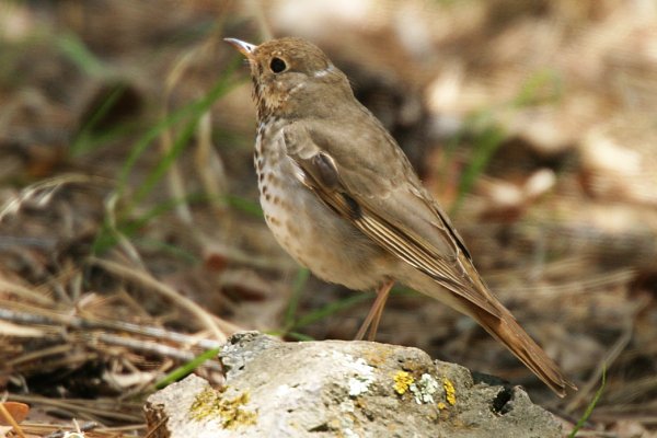 Hermit Thrush Catharus guttatus 