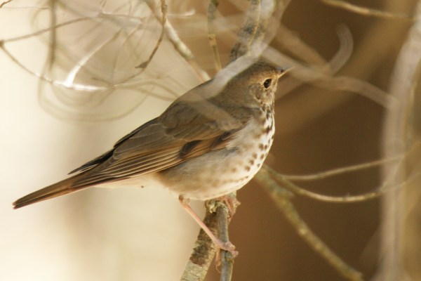 Hermit Thrush Catharus guttatus Pinery Canyon