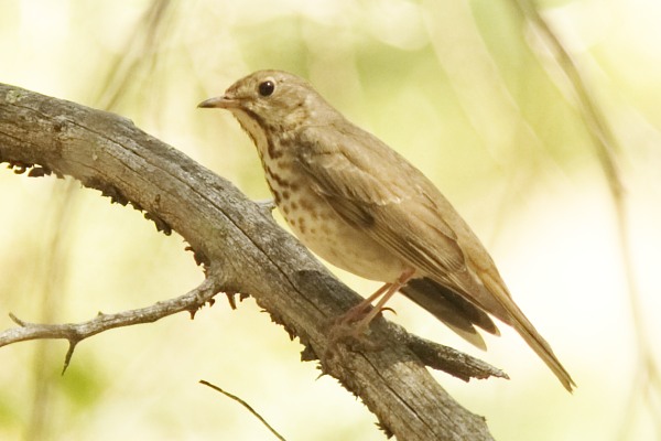 Hermit Thrush Catharus guttatus photo May 21, 2005