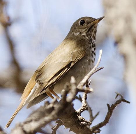 Hermit Thrush Catharus guttatus 