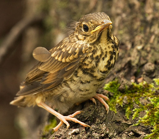 Hermit Thrush Catharus guttatus juvenile