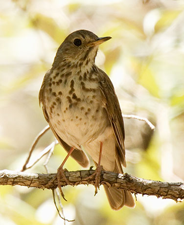 Hermit Thrush Catharus guttatus 
